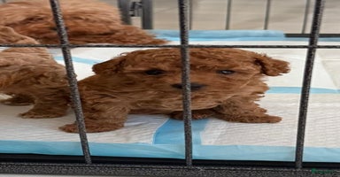 Poedel Toy honden - Advertentie 16