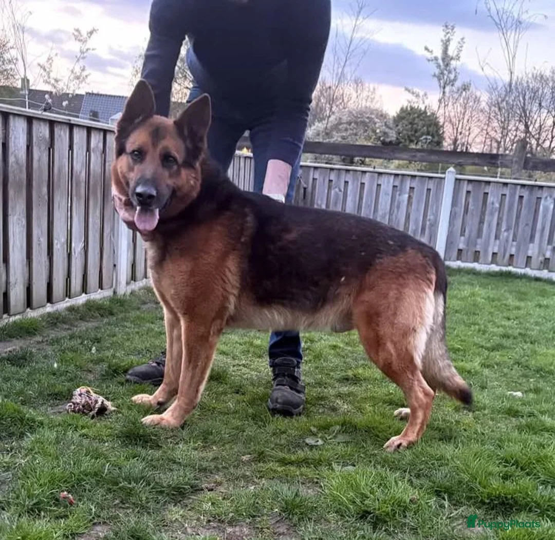 Kruising honden te koop: Mechelse herder x Duitse herder pups - Advertentie 11