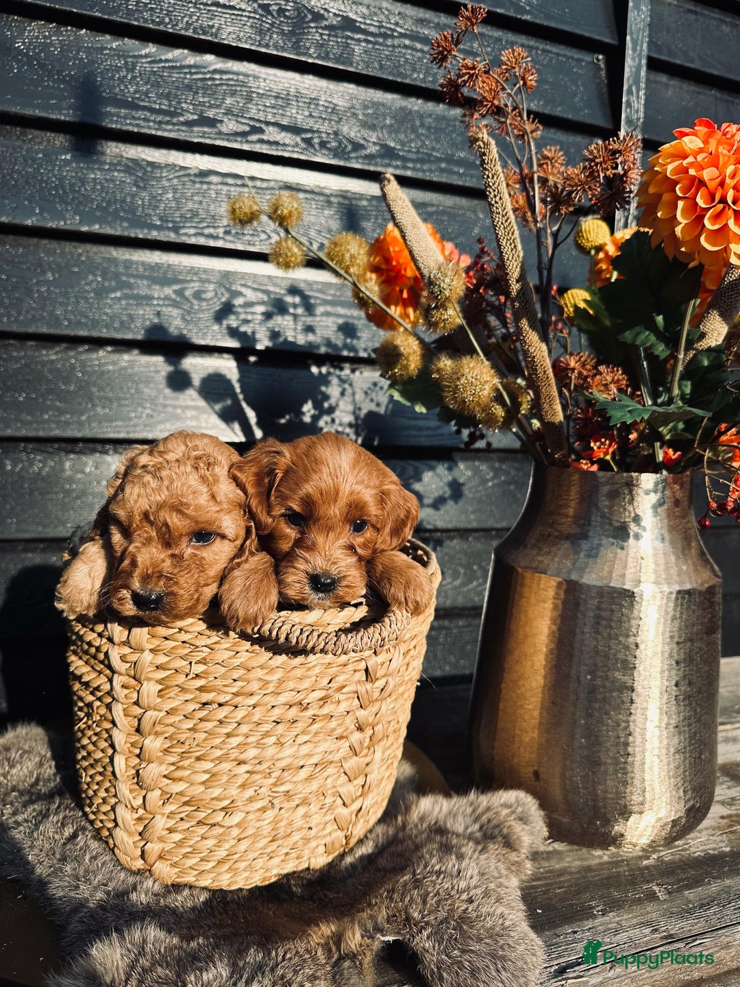 Labradoodle honden te koop: Labradoodle  - Afbeelding 8