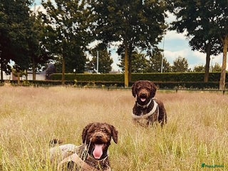 Spaanse Waterhond honden Liefdevolle Spaanse Waterhond - Advertentie 1