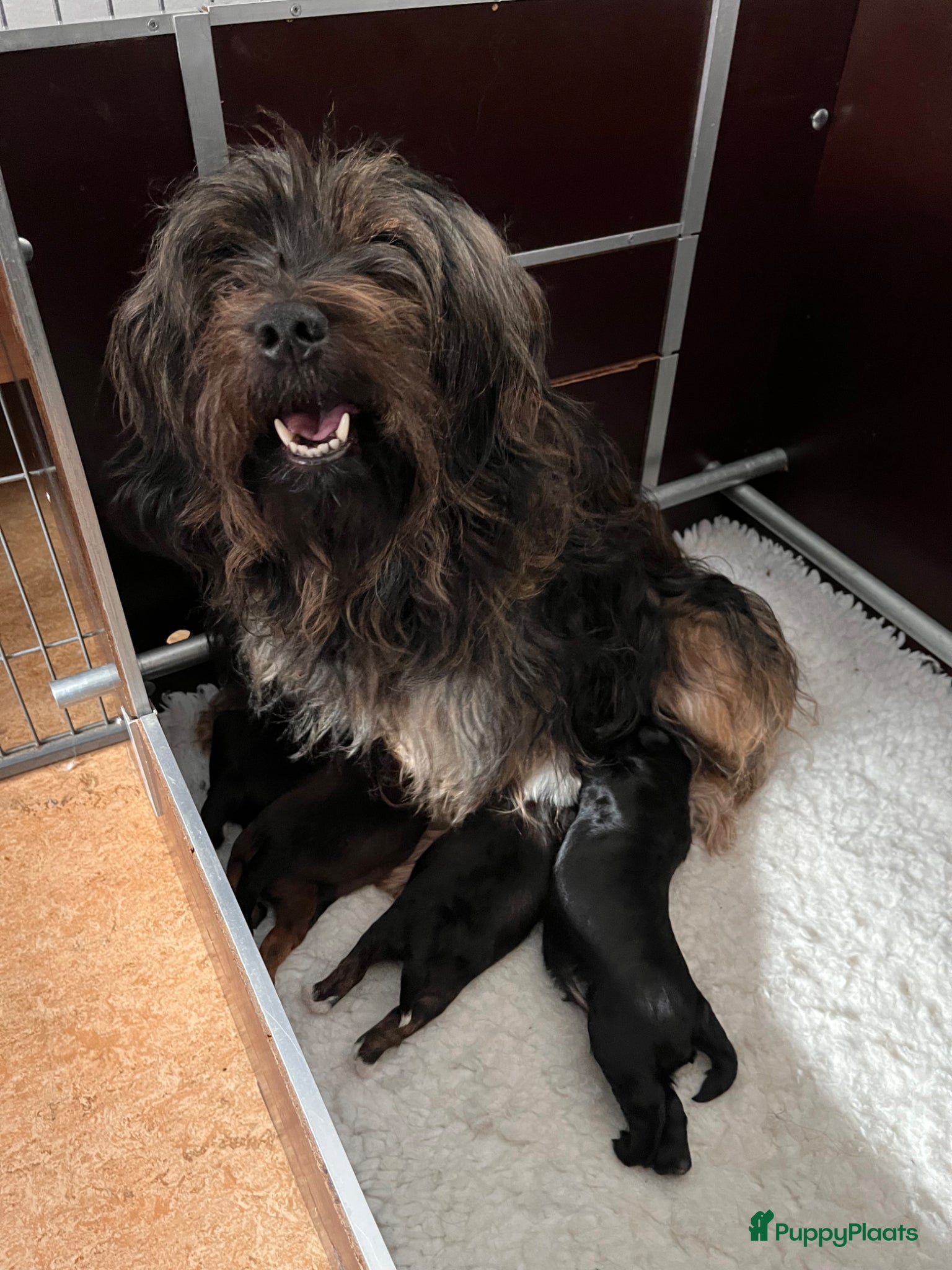 Tibetaanse Terriër honden te koop: Warm en liefdevol mandje gezocht  - Advertentie 1