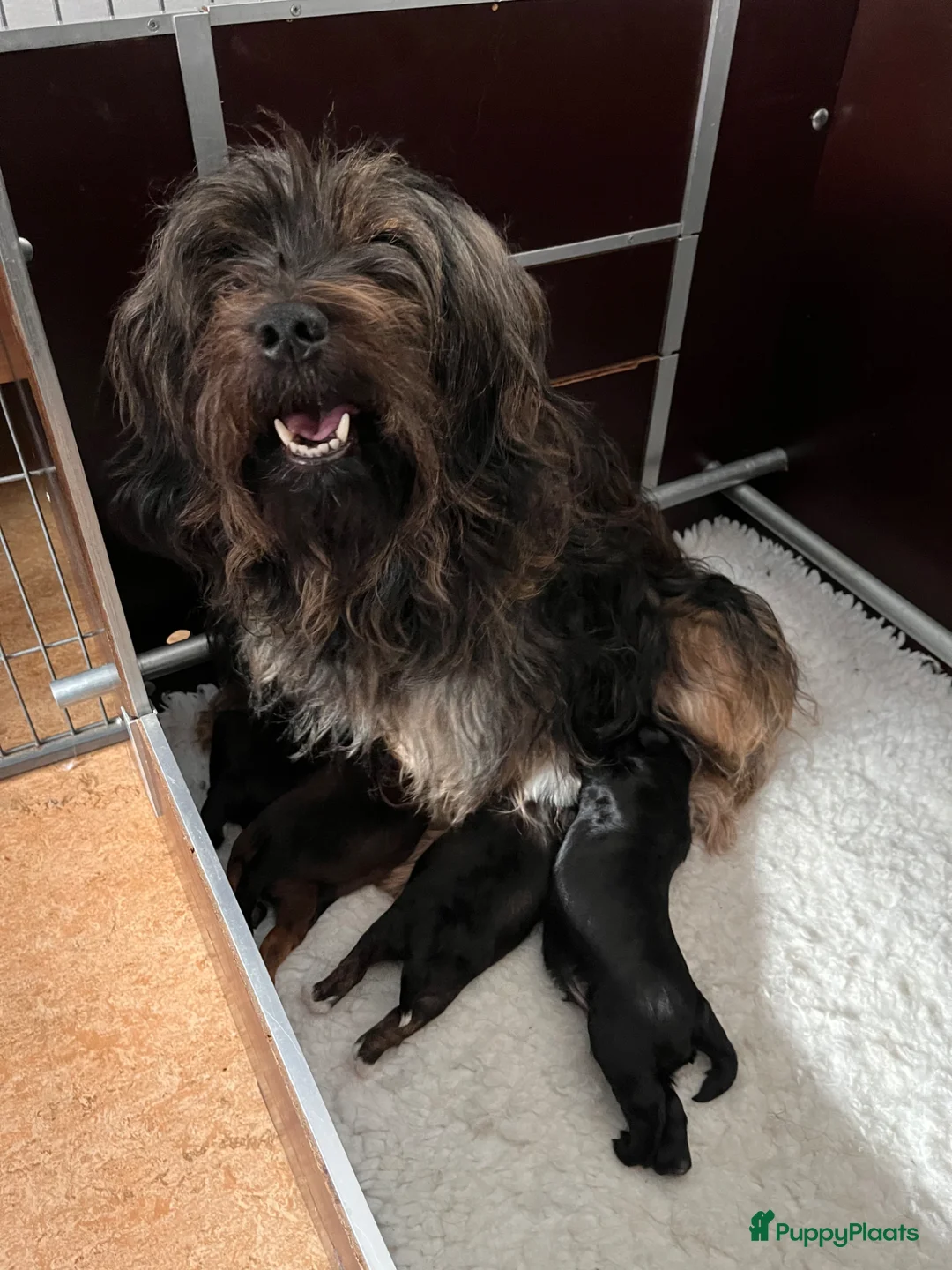 Tibetaanse Terriër honden te koop: Warm en liefdevol mandje gezocht  - Advertentie 1