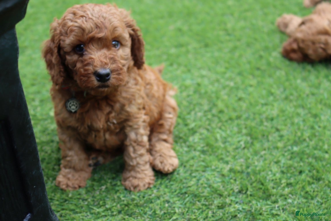 Australian Labradoodle honden te koop:  6 lieve Mini/medium Australian labradoodle pups - Advertentie 12
