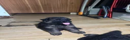 Duitse Herder honden te koop: Duitse herder puppy’s - Advertentie 5