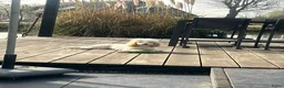 Labradoodle honden te koop: Labradoodle puppy’s verwacht - Advertentie 8