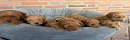 Labradoodle honden te koop: Labradoodle pups  - Advertentie 28