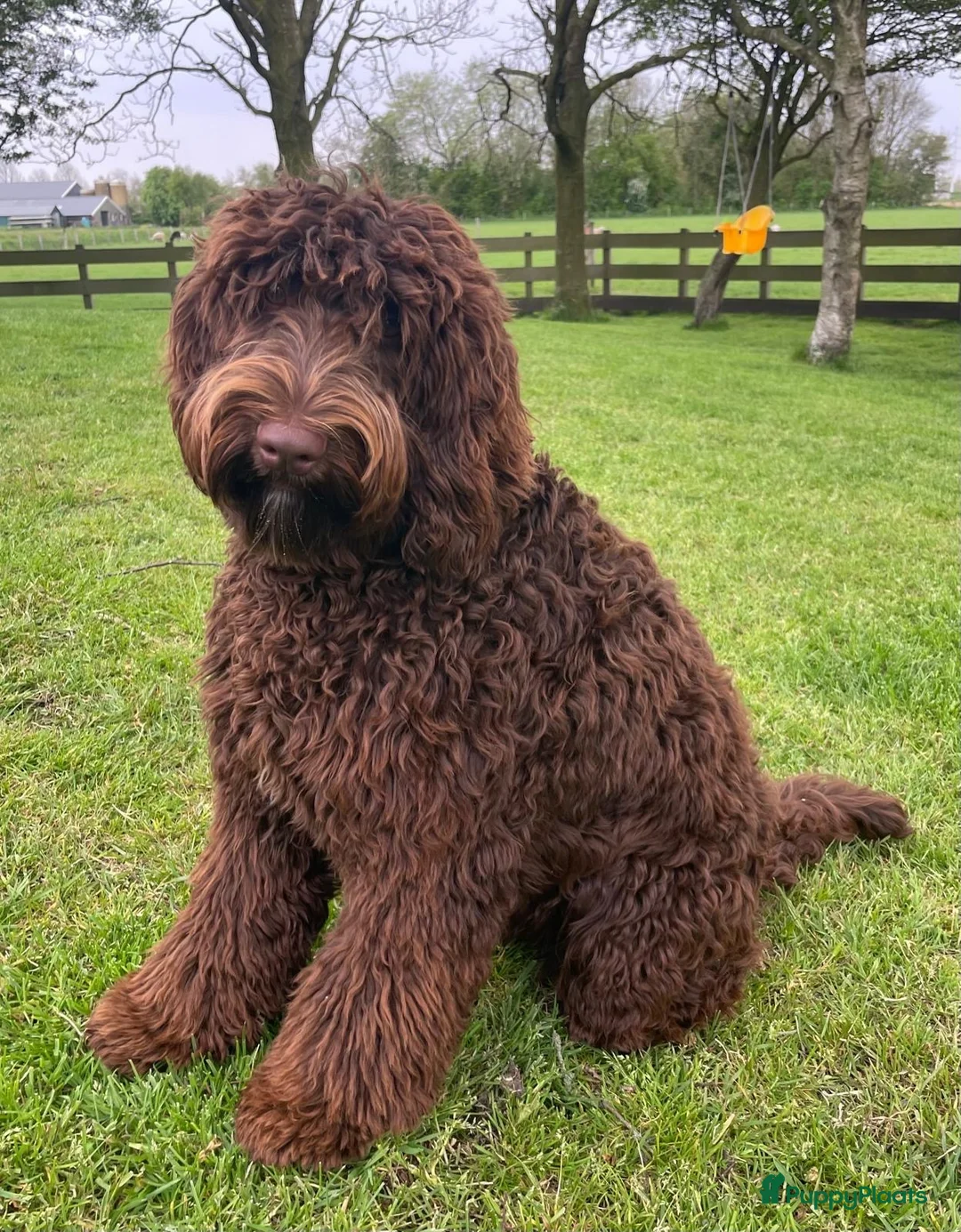 Labradoodle honden ter dekking: Medium labradoodle ter dekking (volledig getest) - Advertentie 2