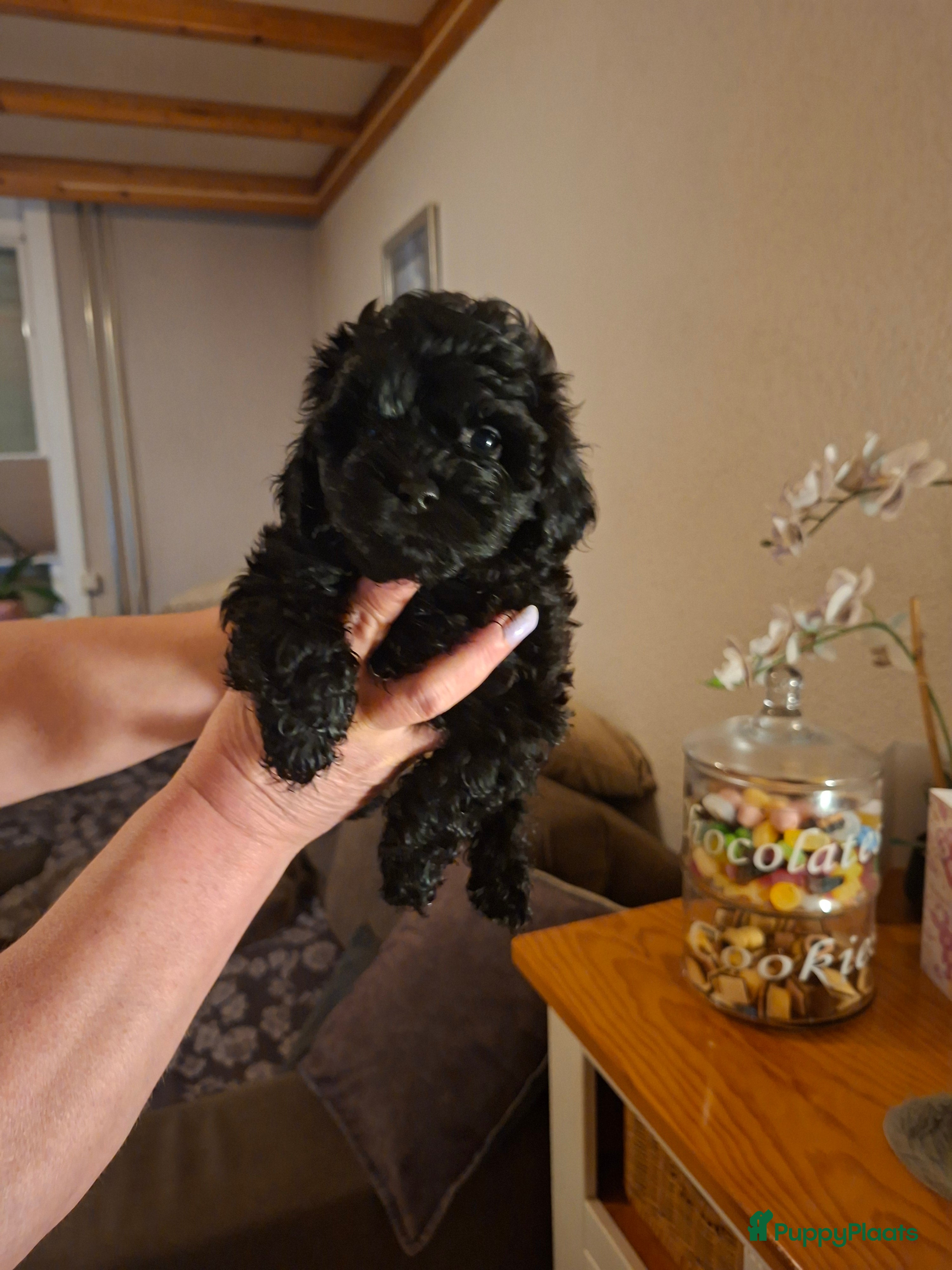 Shihpoo honden Te koop aangeboden Shihpoopups - Advertentie 2