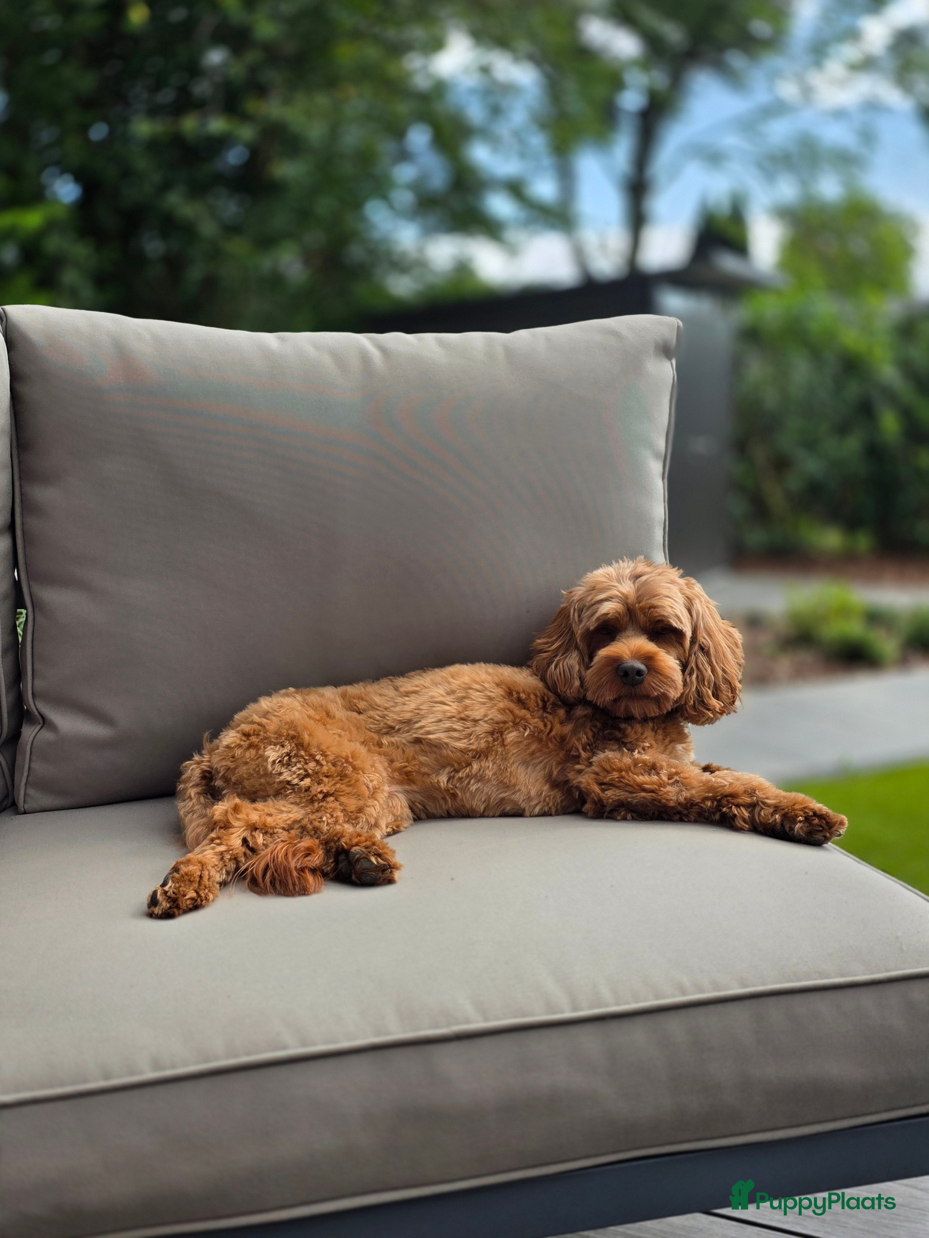 Australian Labradoodle honden Mini labradoodles - Advertentie 15