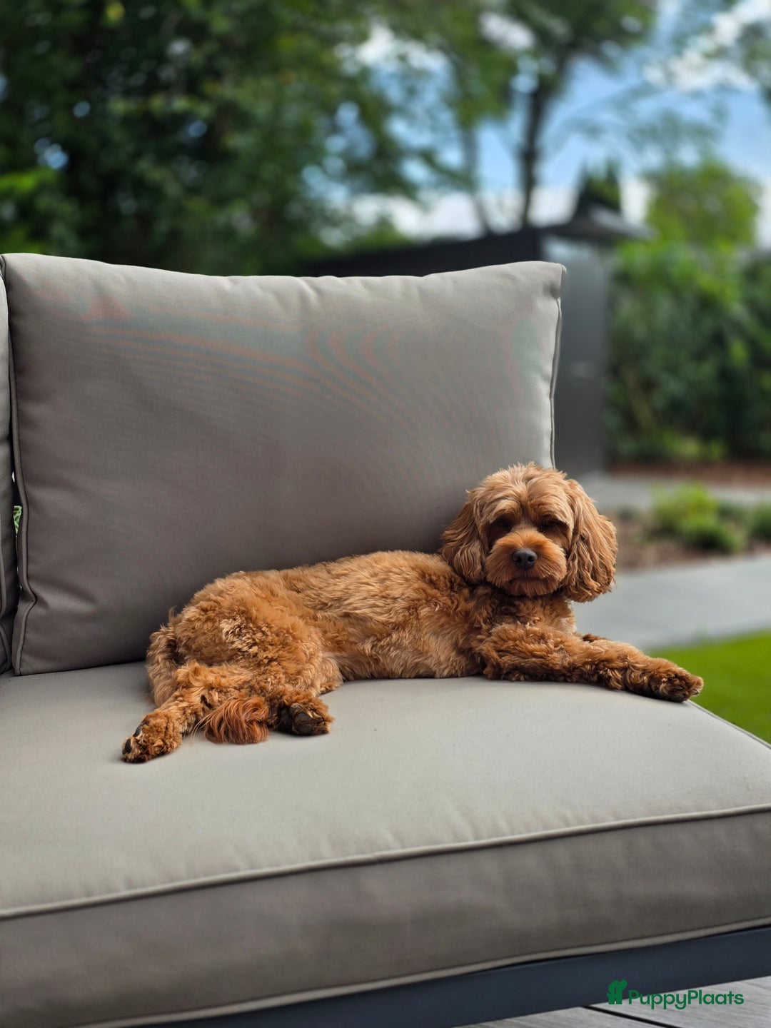 Australian Labradoodle honden te koop: Mini australian labradoodles - Advertentie 1