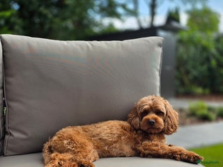 Australian Labradoodle honden Mini australian labradoodles - Advertentie 6