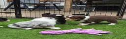 Australian Shepherd honden te koop: Prachtige Australian Shepherd puppy's geboren! - Advertentie 10