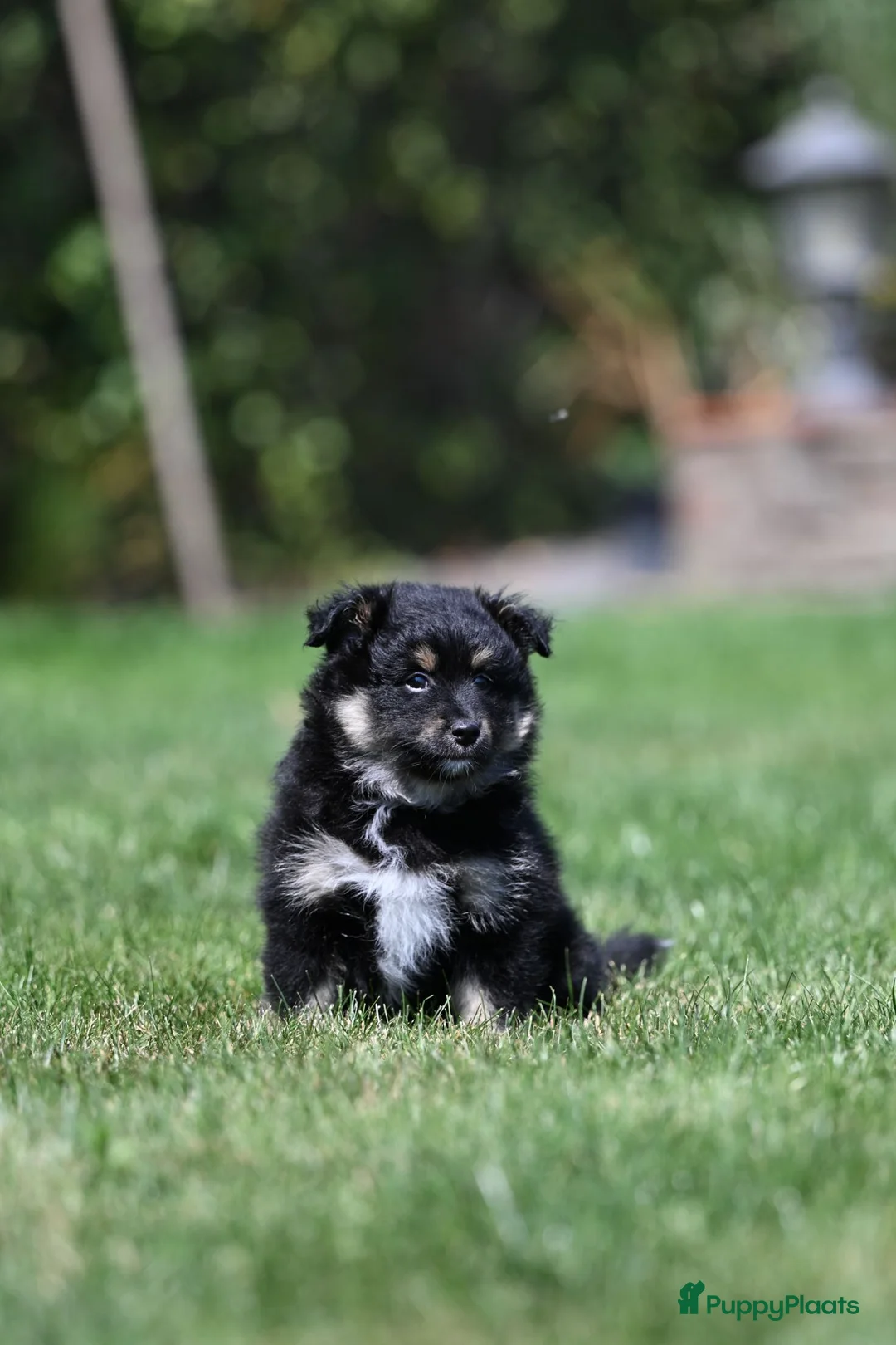 Kruising honden te koop: Eerste familiale nestje Poshie pups - Advertentie 2