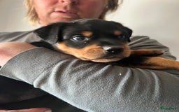 Rottweiler honden te koop: Prachtige super knappe puppy’s  in Haps - Afbeelding 22