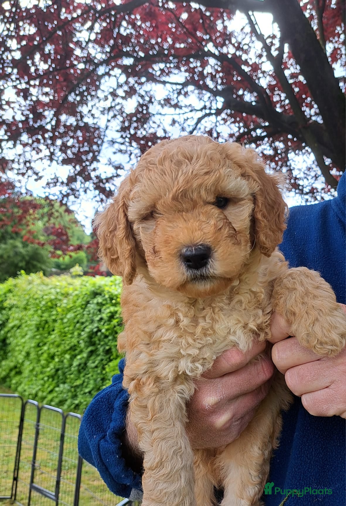 Kruising honden Medium Double Doodle pups - Advertentie 5
