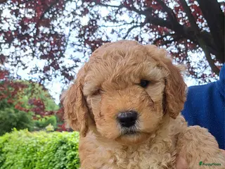 Kruising honden Medium Double Doodle pups - Advertentie 5