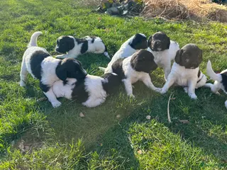 Friese Stabij honden Mooie Friese Stabij pups - Advertentie 9