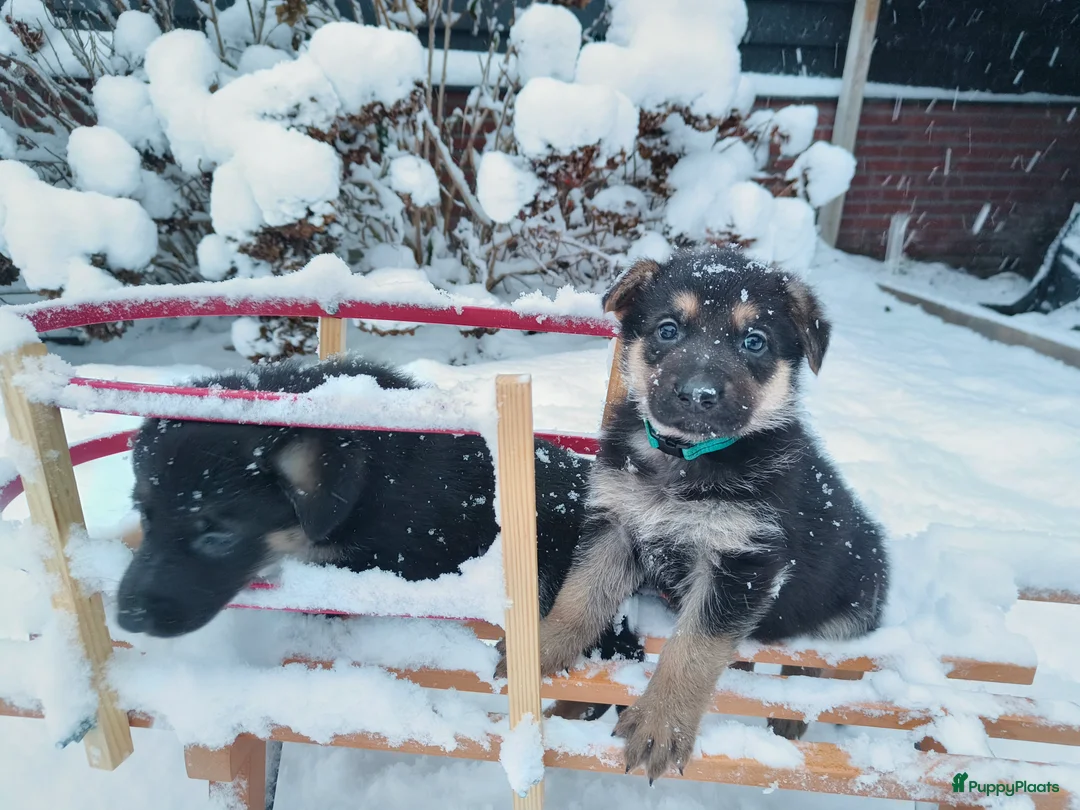 Duitse Herder honden te koop: Prachtige Duitse herder pups * mogen vd week weg * - Advertentie 5