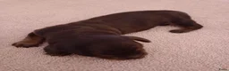 Kruising honden te koop: Charcoal and tan - Creme infused & Shaded Cream - Advertentie 4