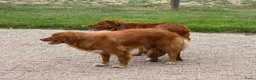 Kruising honden te koop: Nova Scotia Duck Tolling Retriever pups - Advertentie 4