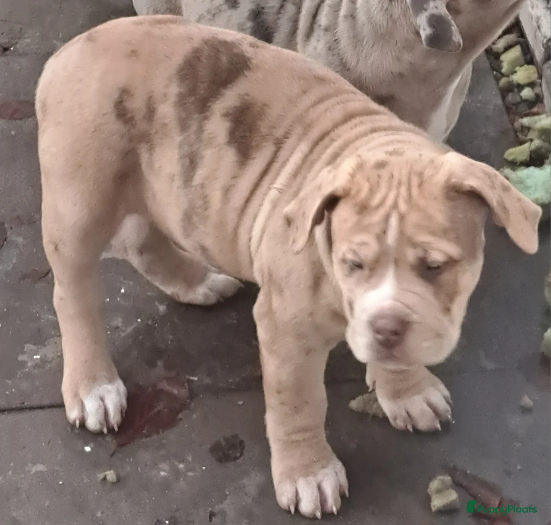 Amerikaanse Bully honden te koop: ABKC XL Meets DBKC XXl - Advertentie 5