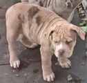 Amerikaanse Bully Puppy 2