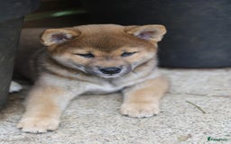 Shiba honden te koop: Shiba teefje met stamboom - Afbeelding 37