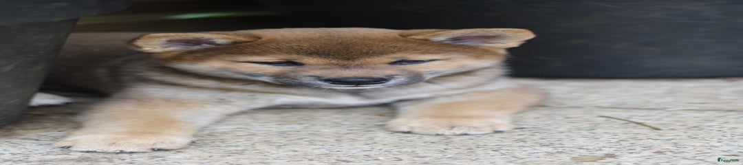 Shiba Puppy teefje