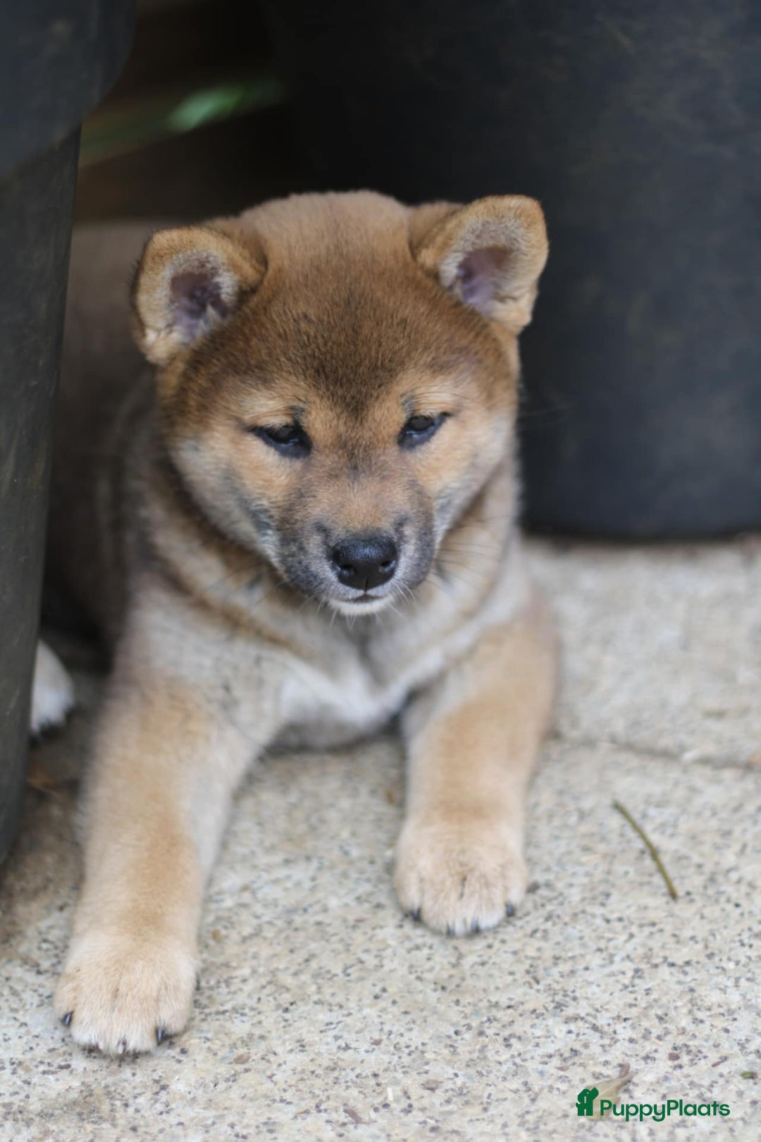 Shiba honden te koop: Shiba teefje met stamboom - Afbeelding 37