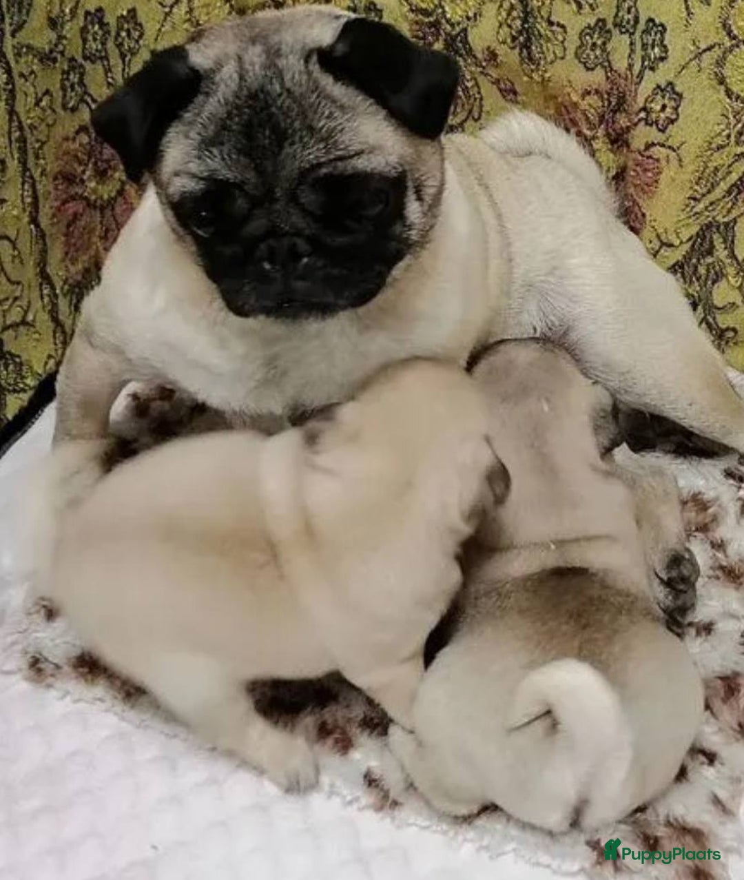 Mopshond honden te koop: Mopshond pups - Advertentie 1