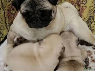 Mopshond honden te koop: Mopshond pups - Advertentie 1