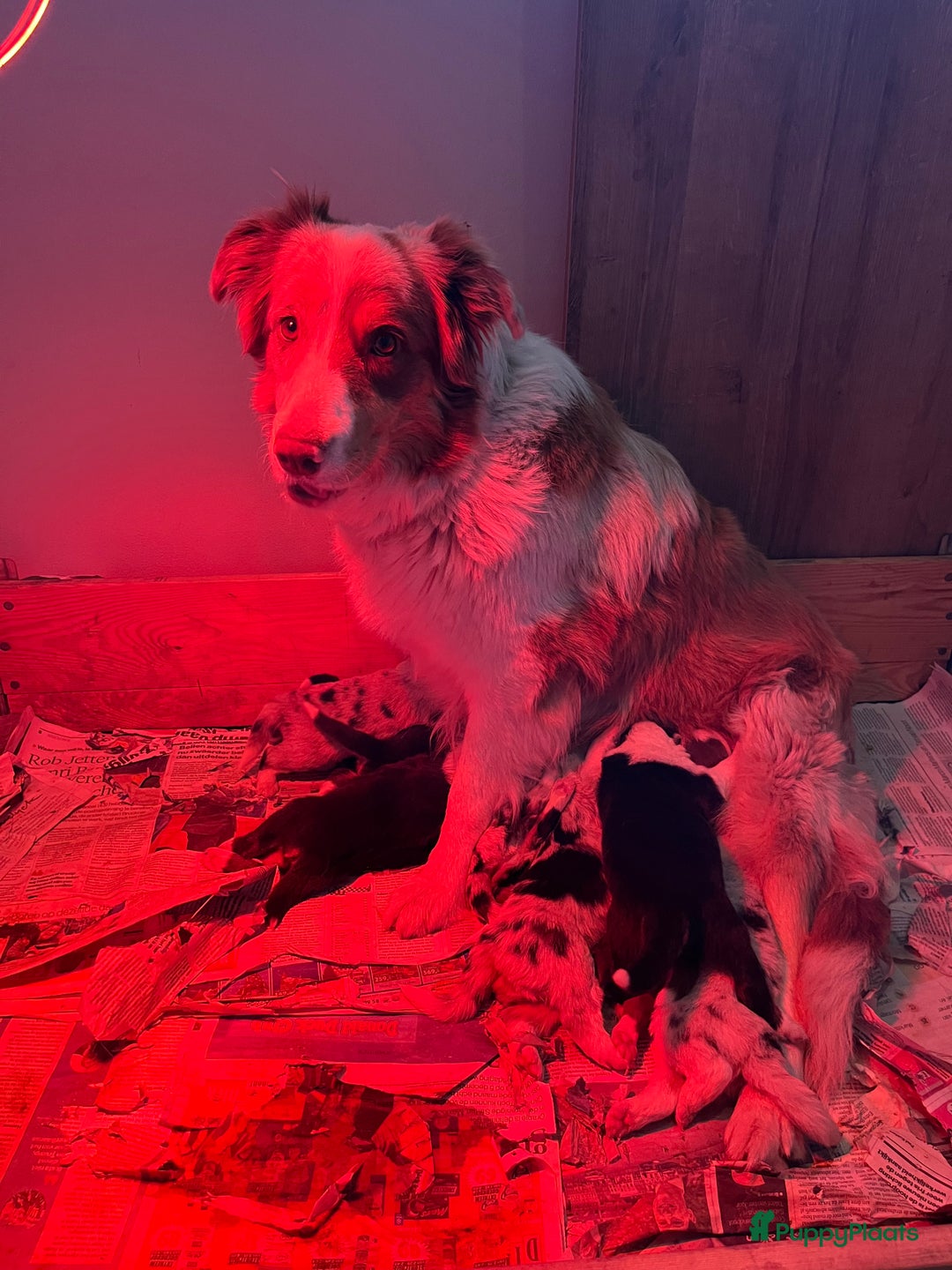 Australian Shepherd honden te koop: Australian shepherd pups - Advertentie 3