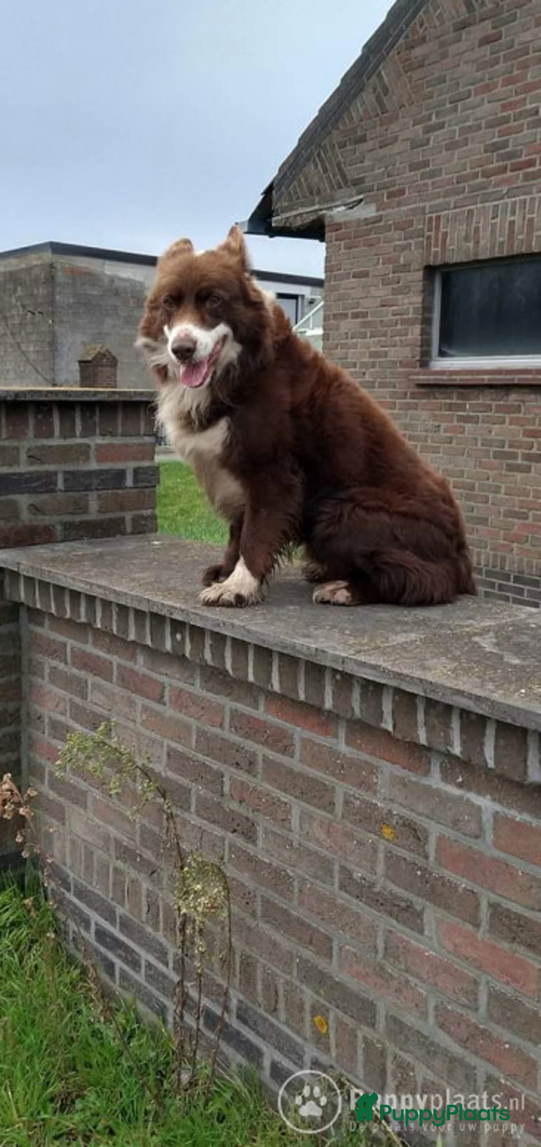 Border Collie honden ter dekking: Correcte, gezonde en ervaren Border Collie reu ter dekking in Sluis - Advertentie 1