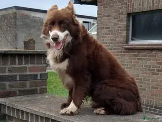 Border Collie honden Correcte, gezonde en ervaren Border Collie reu ter dekking in Sluis - Advertentie 3