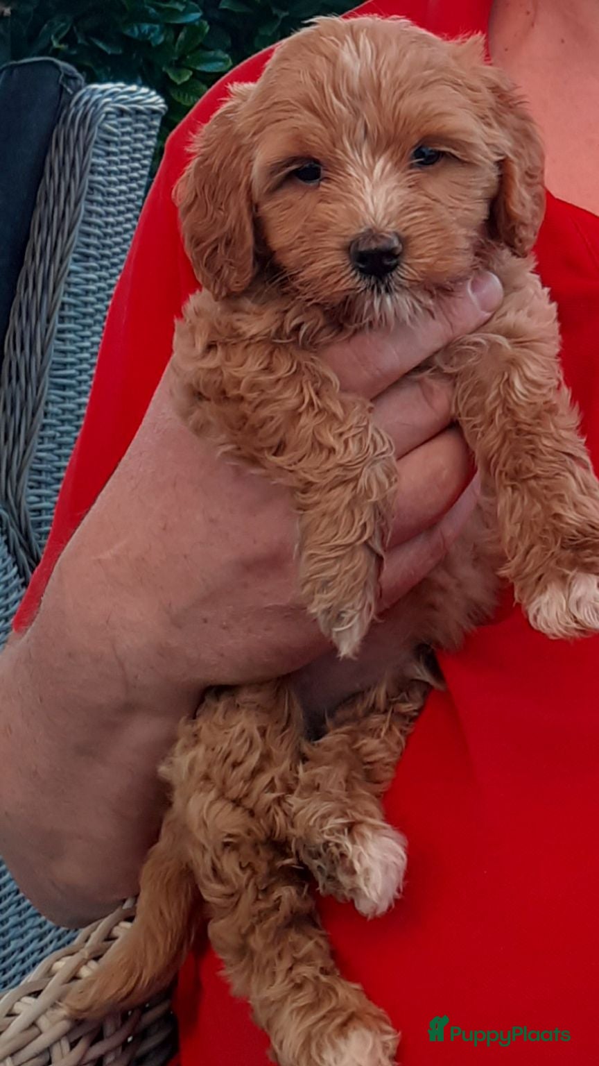 Australian Labradoodle honden Australian Labradoodle pups WALA stamboom  - Advertentie 2