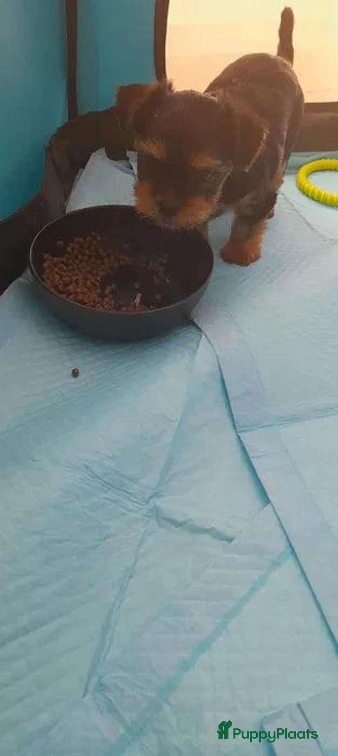 Yorkshire Terriër honden te koop: Yorkshire Terriër pups - Advertentie 3