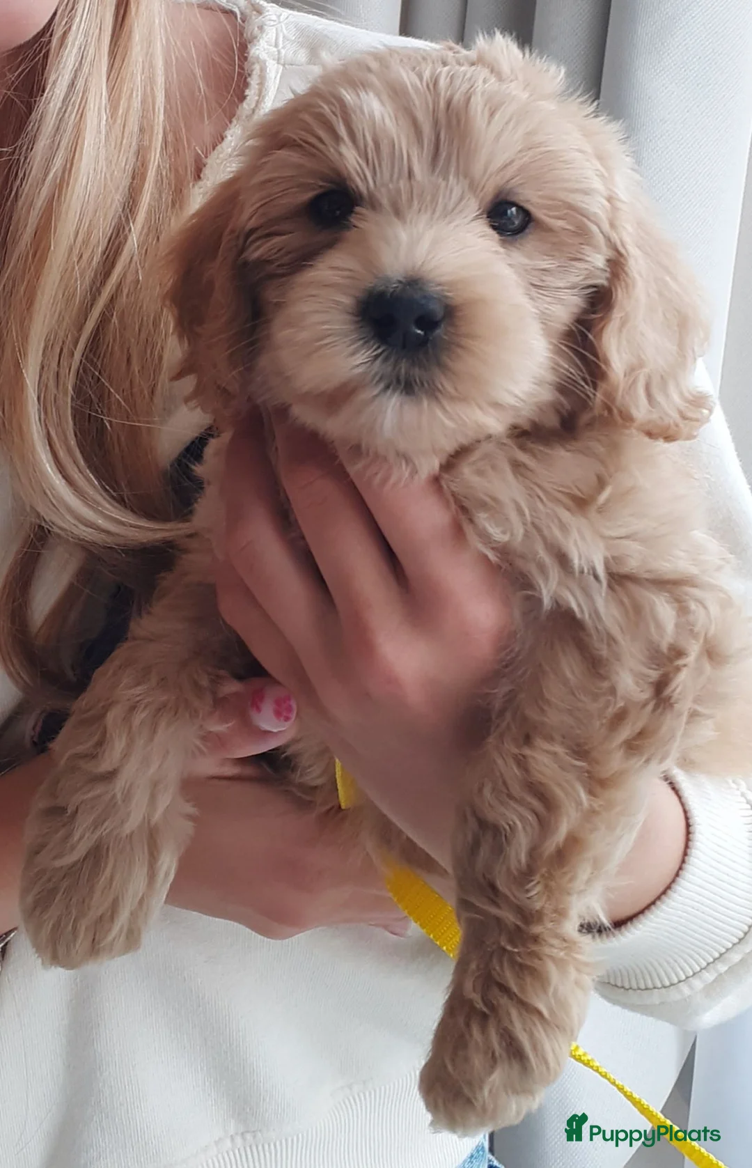 Australian Labradoodle honden te koop: Australian Labradoodle pups WALA stamboom  - Advertentie 2