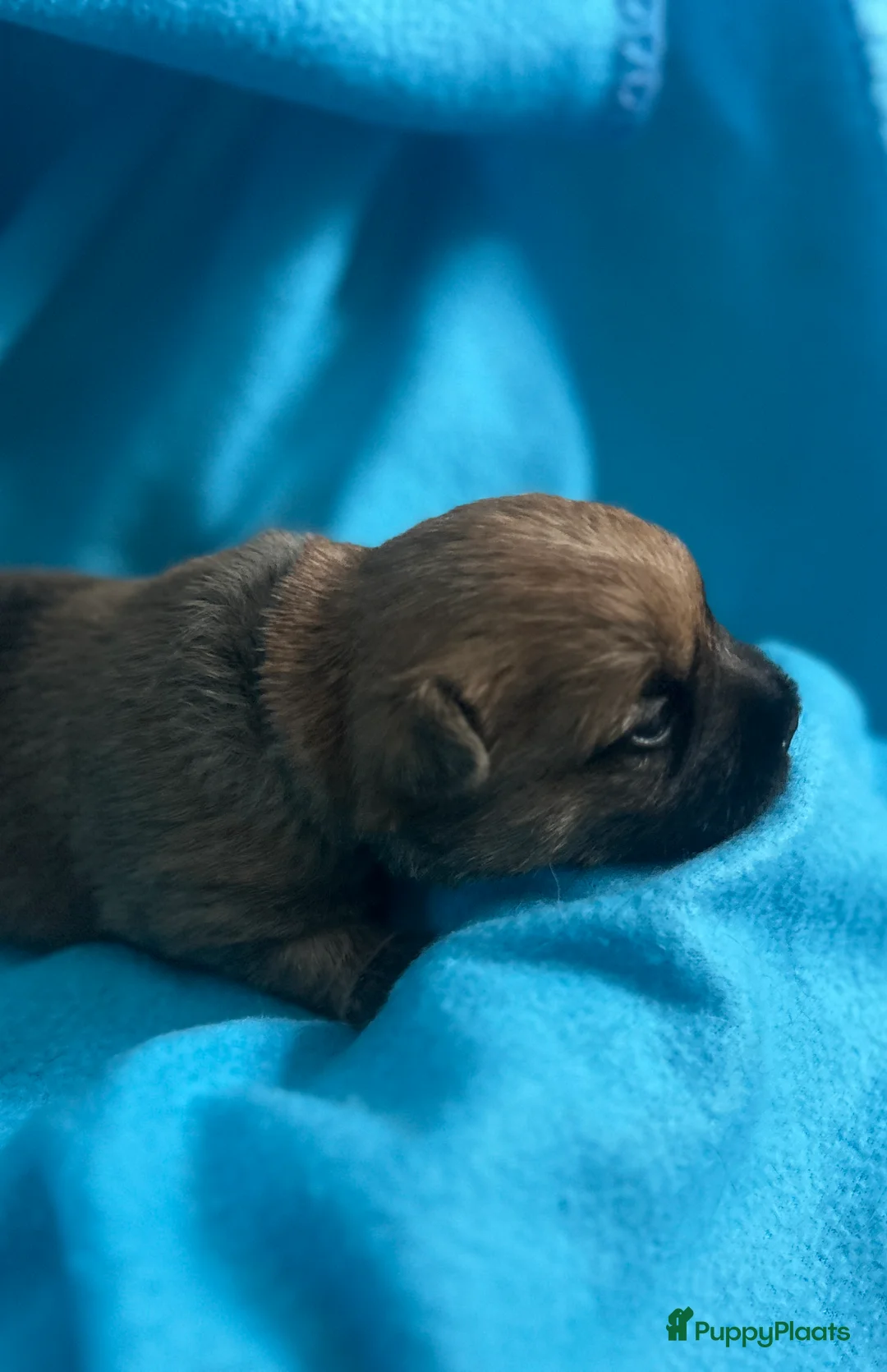 Cairn Terriër honden te koop: Cairn Terriër puppy reutjes, lichtrood/blond - Advertentie 6