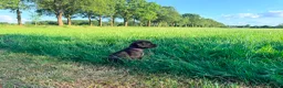 Kruising honden te koop: Mooie en lieve kruising gezinshonden (pups) in Weerselo - Advertentie 17