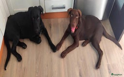 Labrador Retriever honden ter adoptie: lulu en maya twee labrador x  zoeken een en vriend - Afbeelding 2