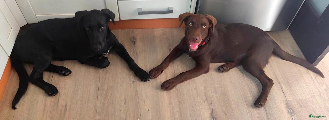 Labrador Retriever honden ter adoptie: lulu en maya twee labrador x  zoeken een en vriend - Afbeelding 2
