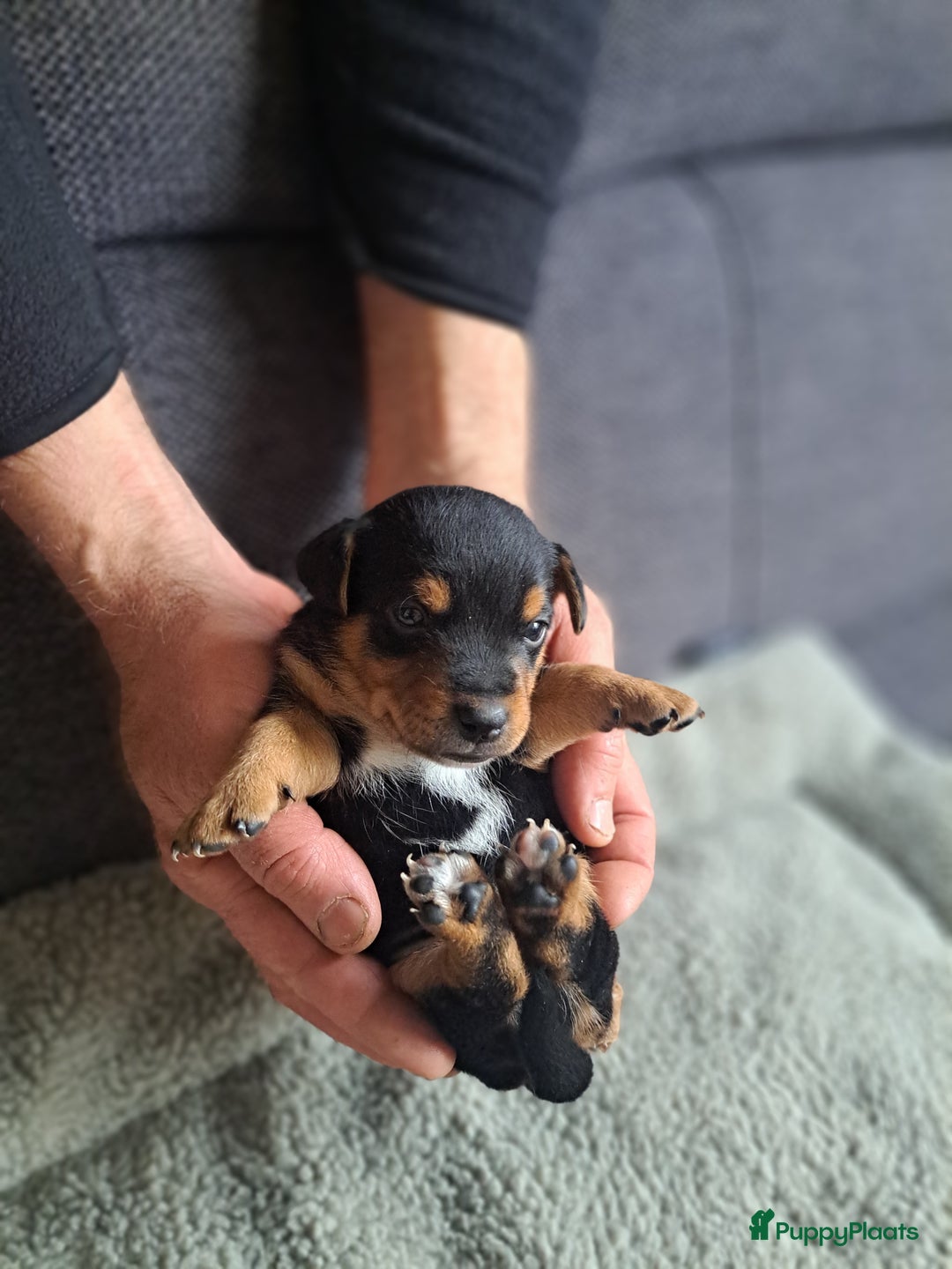 Jack Russel Terriër honden te koop: Mooi nest jack russel pups - Advertentie 4