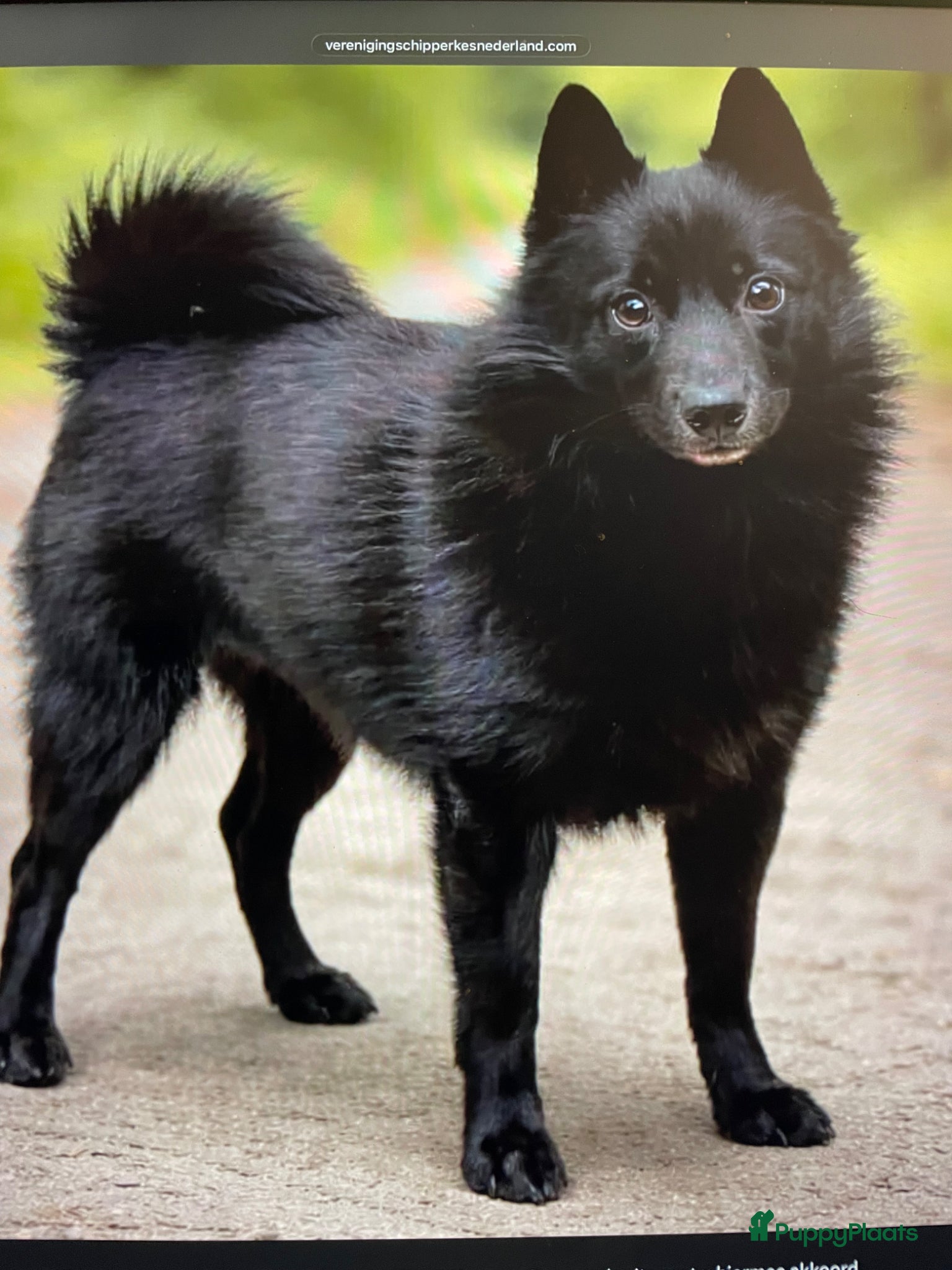 Schipperke honden Schipperkes pup - Advertentie 1