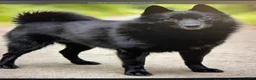 Schipperke honden te koop: Schipperkes pup - Advertentie 1