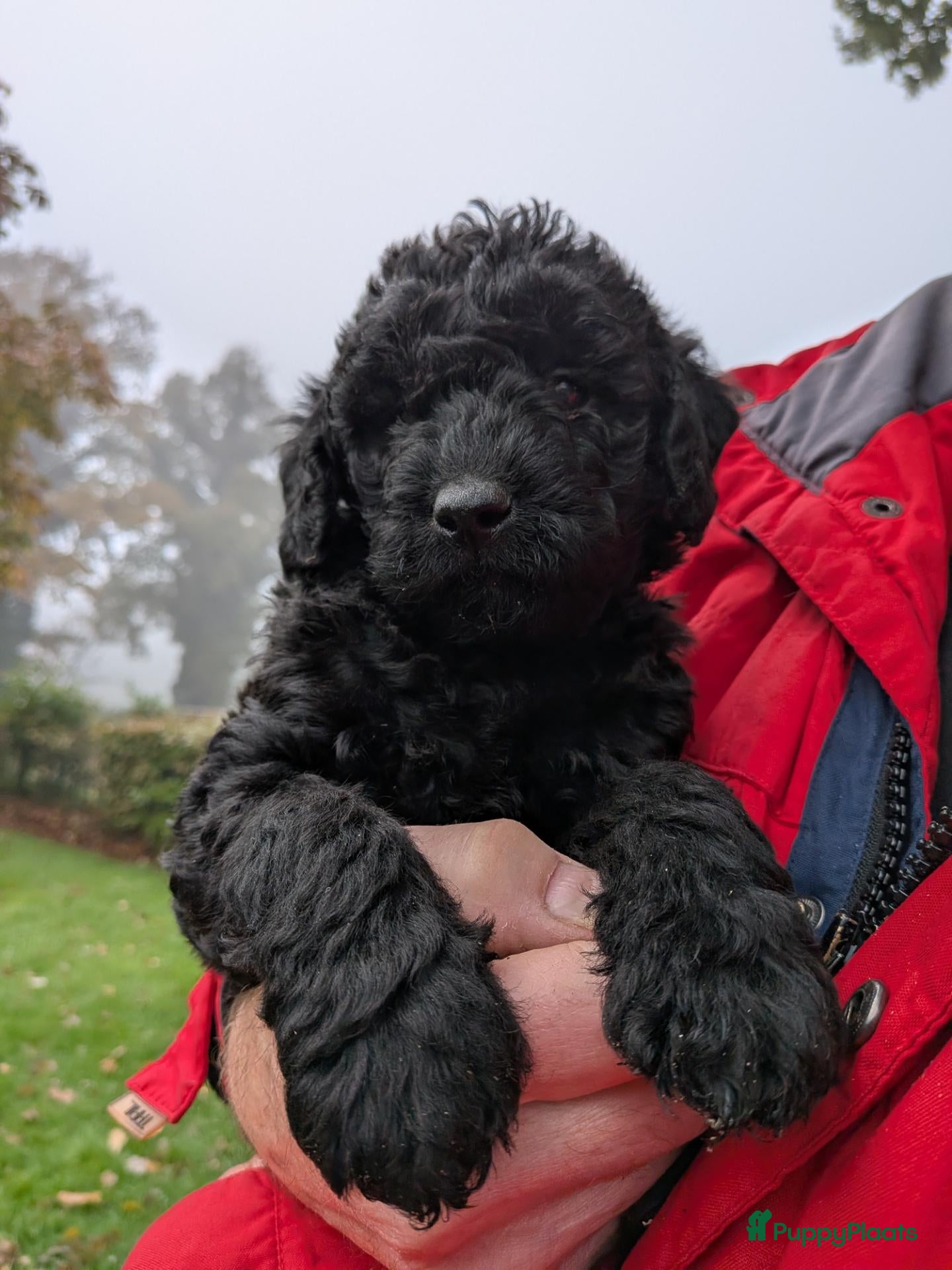 Labradoodle honden te koop:  1 zwart  labradoodle teefje te koop - Advertentie 1