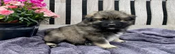 Keeshond honden te koop: Wolfsgrijze keeshond pups - Advertentie 6
