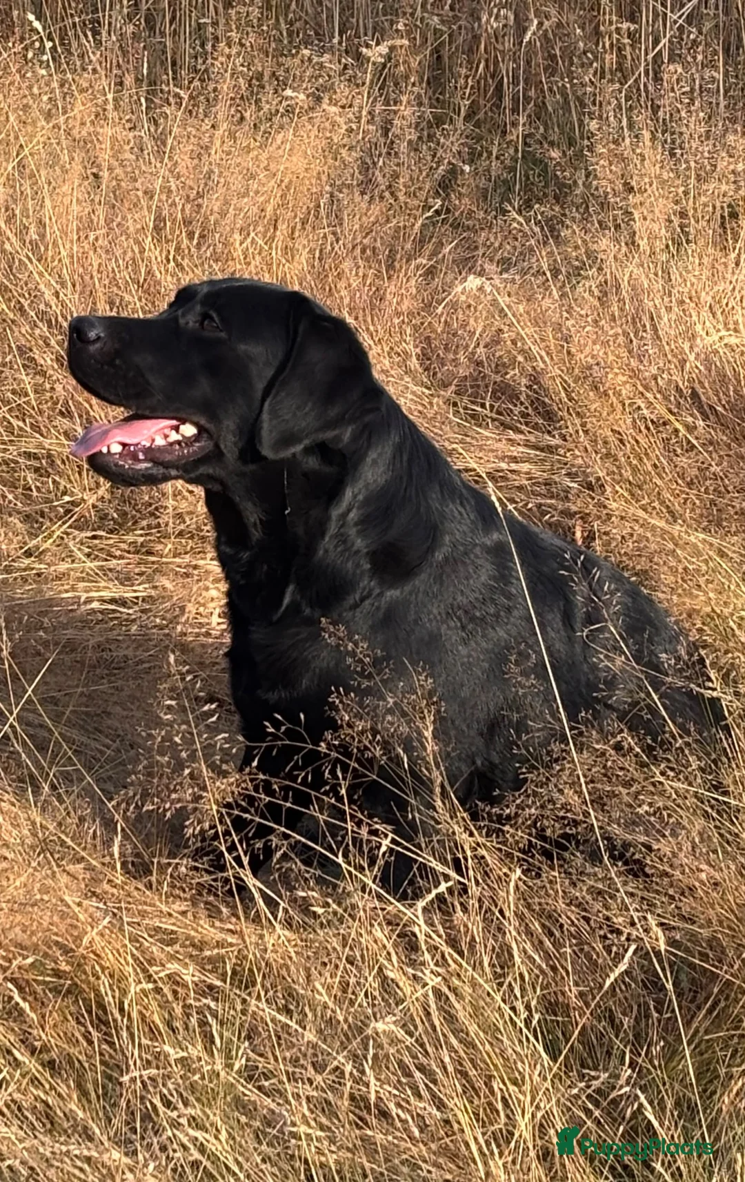 Labrador Retriever honden te koop: Verwacht Nestje zwarte Labradors - Advertentie 1
