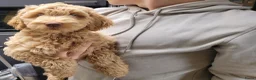 Australian Labradoodle honden te koop: Aust. Labradoodle – sociaal&hypoallergeen - Advertentie 17