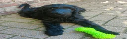 Labradoodle honden te koop: 3 prachtige zwarte f4 labradoodle pups - Advertentie 7