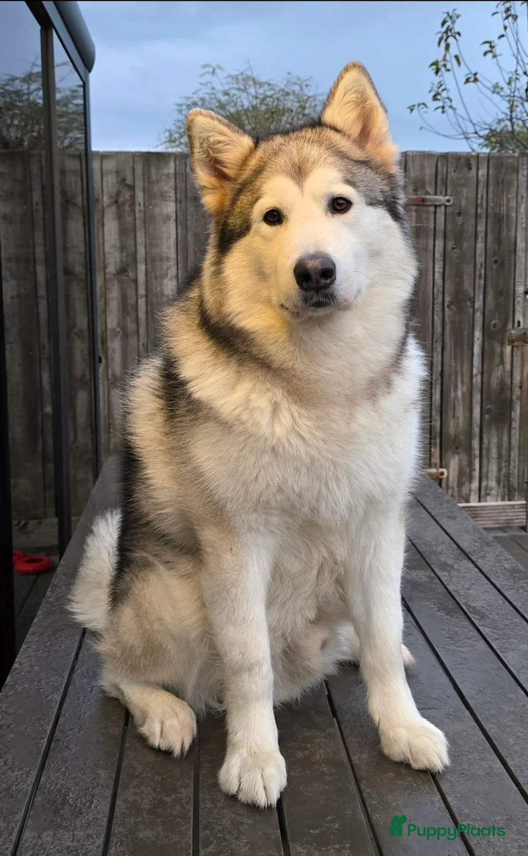 Kruising honden te koop: Alaskan Malamute mix  in Boxtel - Advertentie 8